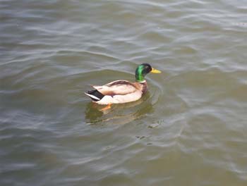 minig_0362