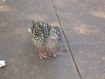 minig_0363
